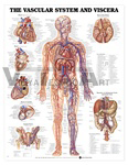 Vascular System and Viscera Anatomical Chart